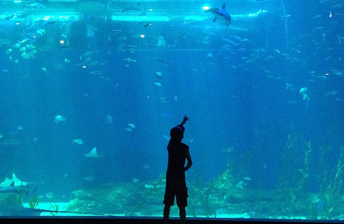 Visite de l'aquarium de la-rochelle avec les élèves pendant la classe de mer