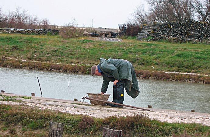 image ostréiculteur-élevage-huîtres Morbihan classe de découverte Côté Découvertes