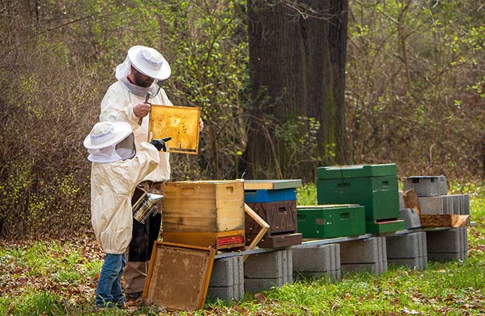 Image apiculteur-abeilles Classe de découverte Côté Découvertes