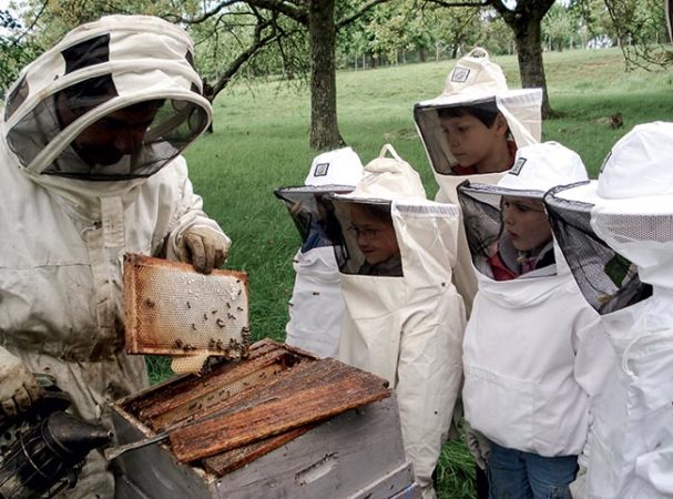 Image apiculture Classe de découverte Côté Découvertes