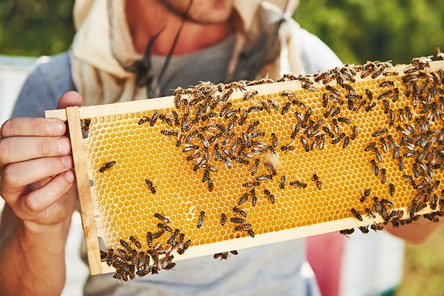 Image-apiculture-biodiversite-Classe-de-decouvertes-Cote-Decouvertes