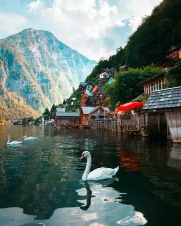 Cygnes sur un lac alpin en Autriche