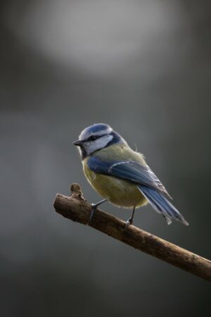 oiseau mésange sur une branche nature et biodiversité