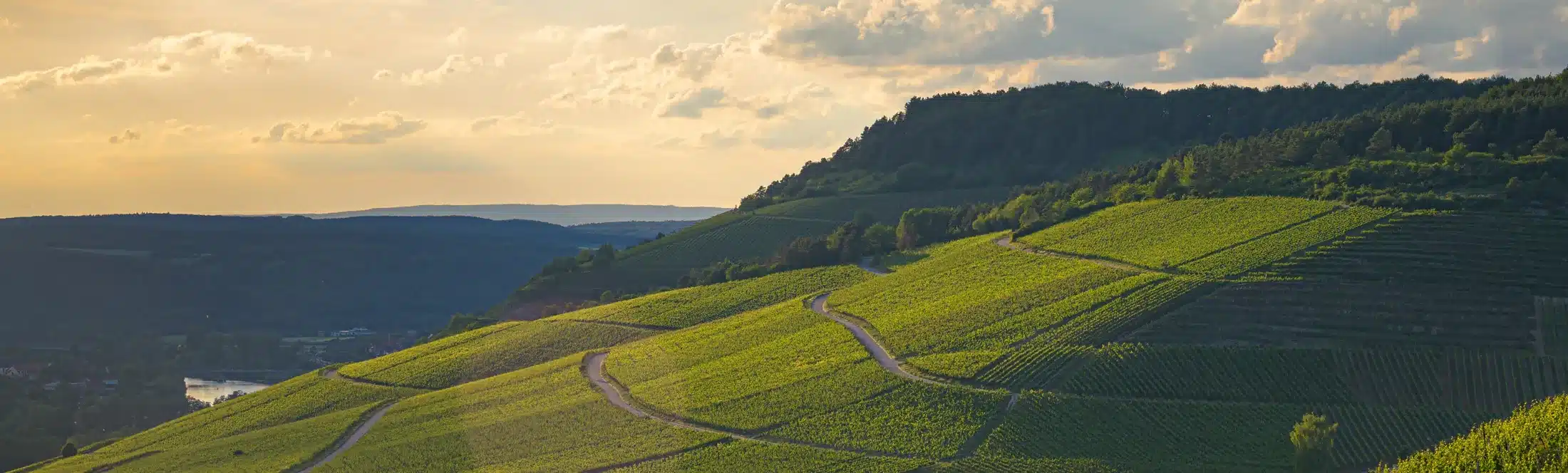 Classe découverte paysage vignoble en bourgogne