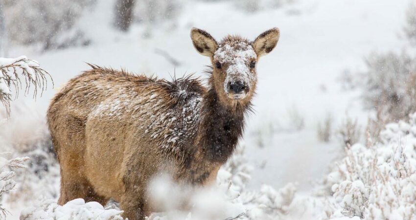 cerf dans la nature en hiver faune sauvage