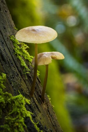 champignon biodiversité dans la nature en fôret