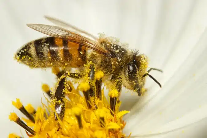 observation d'une abeille qui pollenise en classe nature et environnement