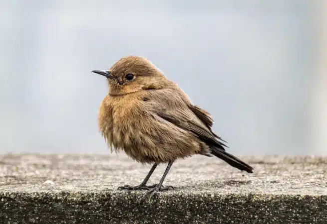 observation d'un oiseau sauvage en classe nature et environnement