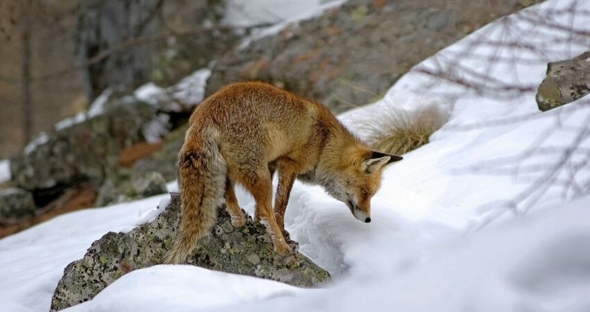 renard en hiver faune sauvage