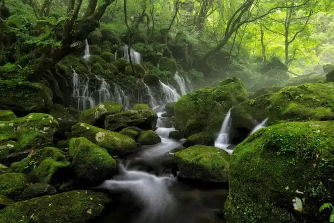 rivière mousse et foret dans la nature