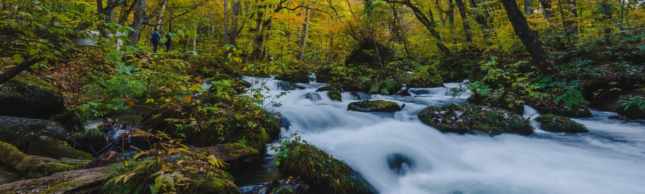 riviere foret classe nature et environnement