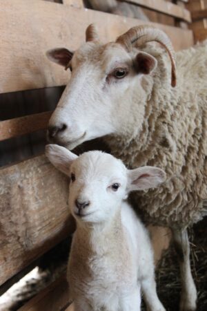 ferme pédagogique animaux mouton et agneau