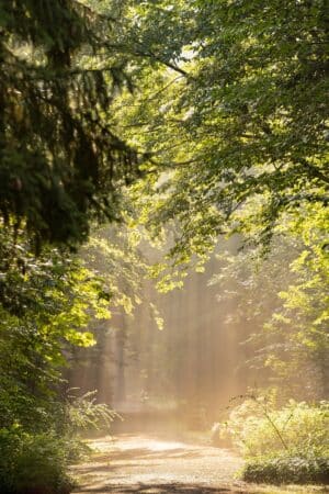 forêt ensoleillée campagne