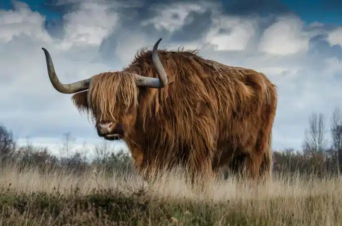 vache ecossaise dans la nature