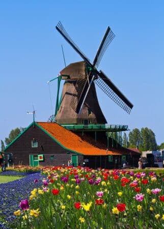 moulin à vent aux pays-bas et son champ de tulipes en voyages scolaires